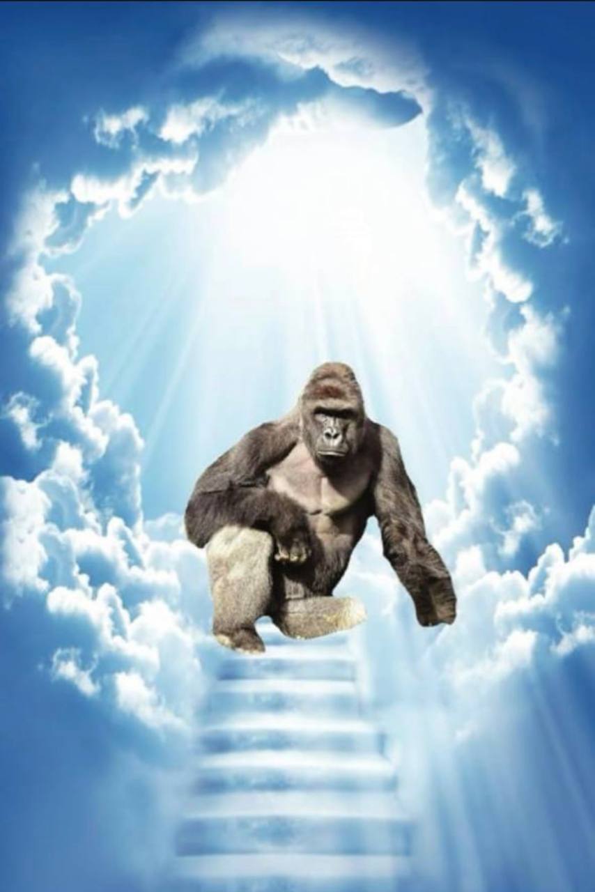 Harambe in the clouds
